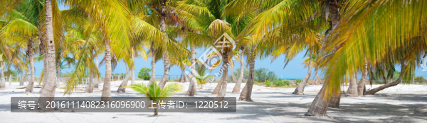 棕櫚樹