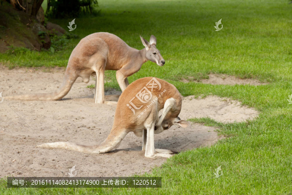 兩只袋鼠