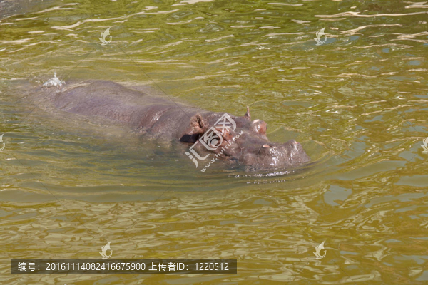 河馬