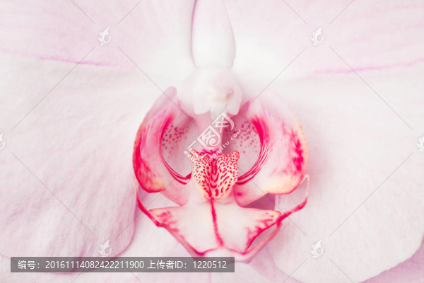 蘭花特寫
