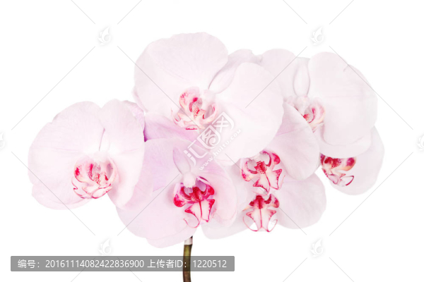 粉紅色盛開的蘭花