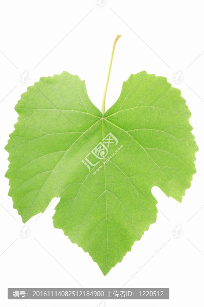 葡萄葉分離-匯圖網(wǎng) www.fosd68.com 葡萄葉分離