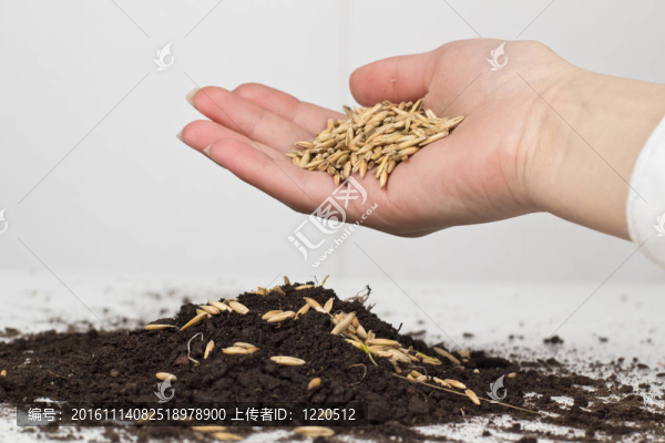 種植小麥