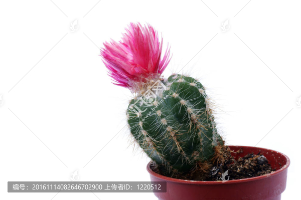 仙人掌花