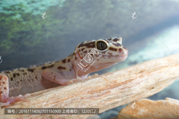 豹紋守宮