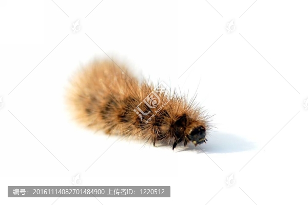 多毛的卡特彼勒