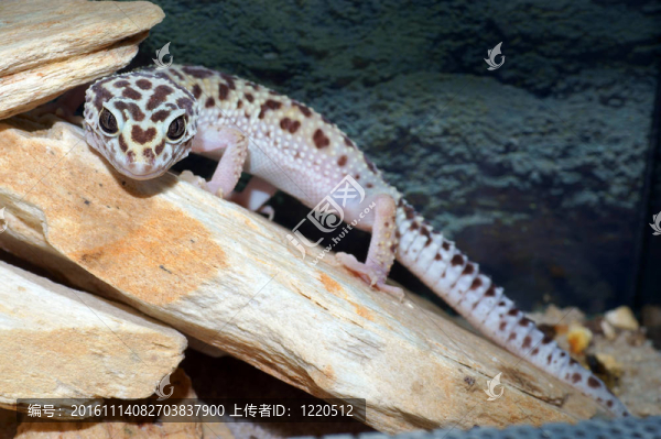 豹紋守宮