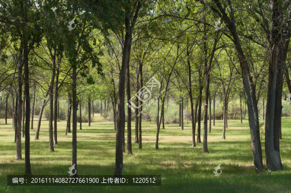 綠色的樹林