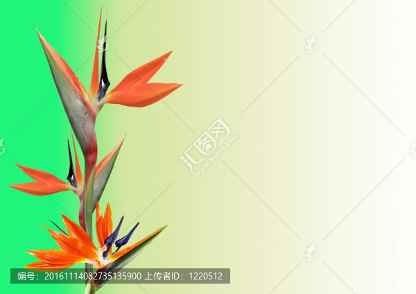 天堂之鳥