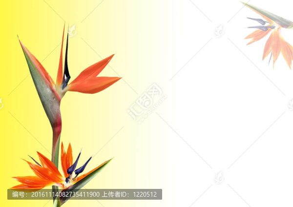 天堂之鳥