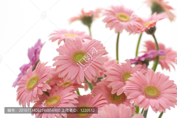粉色非洲菊