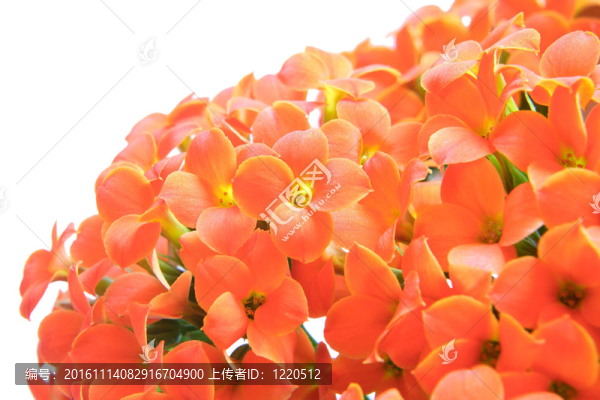 長壽花的花朵