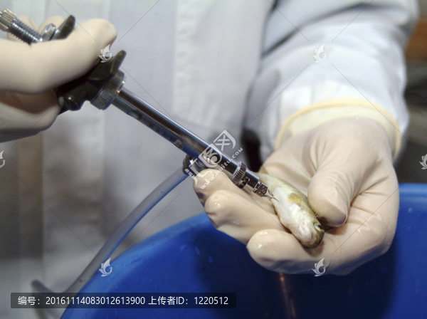 疫苗接種的鮭魚