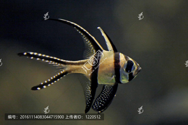 泗水玫瑰魚(yú)