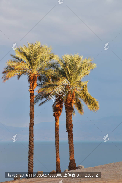 死海上的空沙灘和棕櫚樹