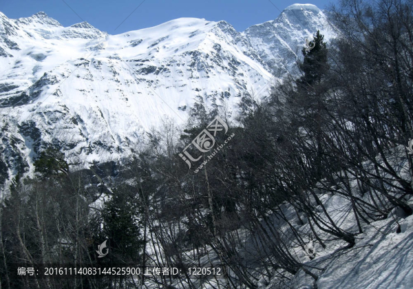 山與森林