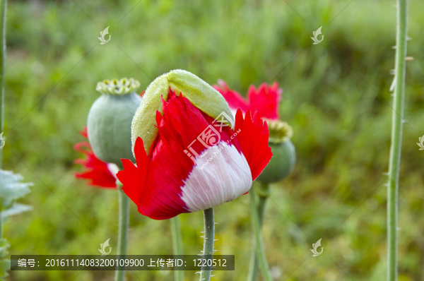 展開(kāi)紅白罌粟。