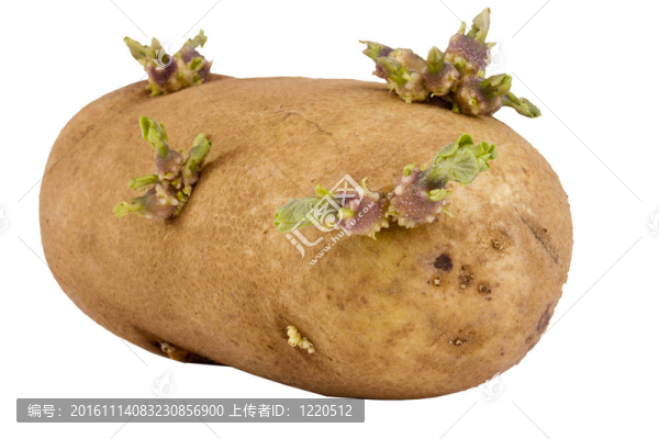 發(fā)芽的馬鈴薯