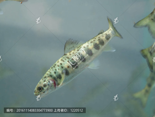 小鮭魚游