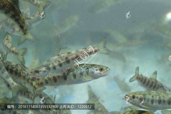 小鮭魚游