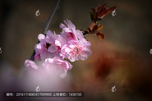 桃花盛開,,,花朵