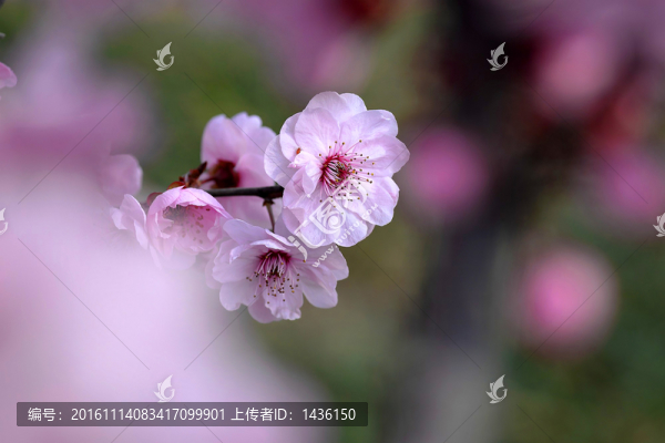 桃花,,花朵