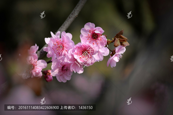 紫葉桃