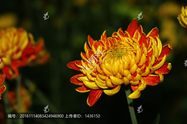 花