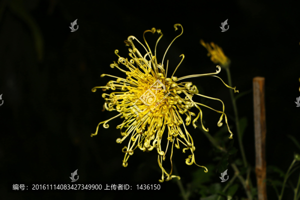 菊花