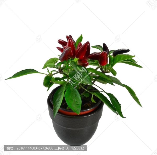 盆栽紅辣椒