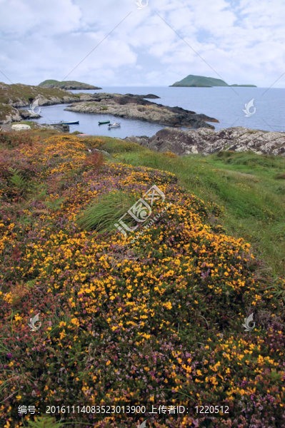 愛爾蘭的花和斯卡里夫群島海岸景觀