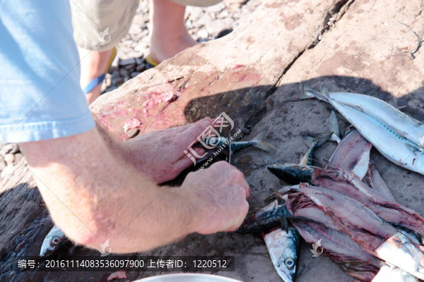 漁民捕獲的新鮮鯖魚魚片
