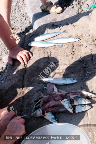 漁夫捕捉鯖魚魚片