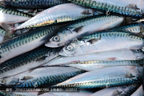 漁民捕獲的魚
