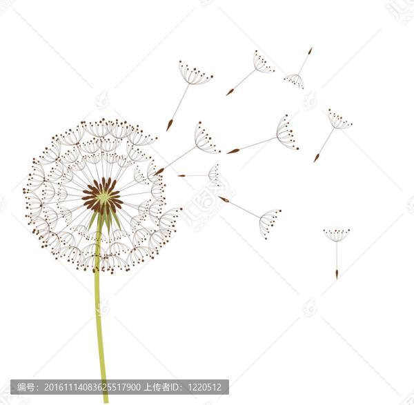 蒲公英