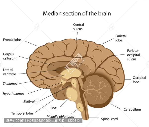 人類的大腦解剖；中