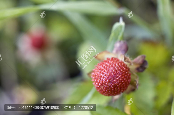 野草莓