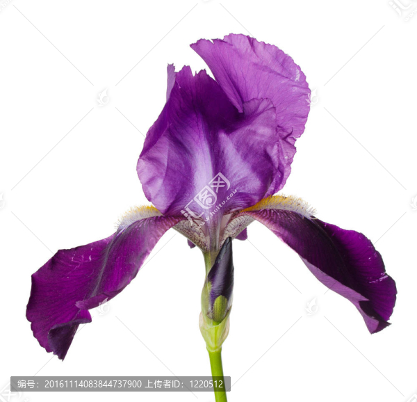 鳶尾花