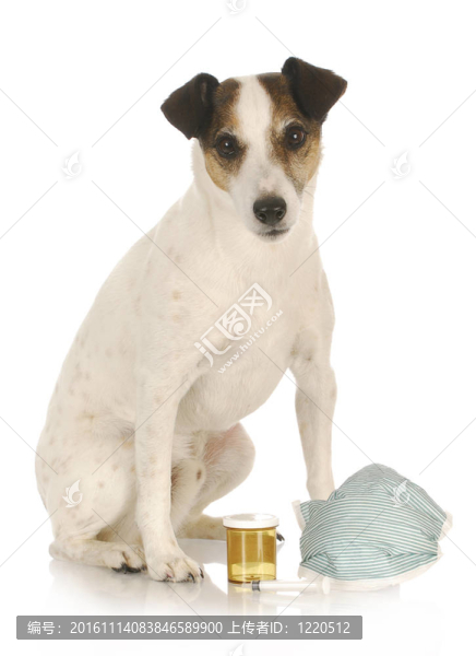 獸醫(yī)護(hù)理