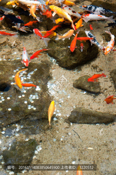 金魚1823