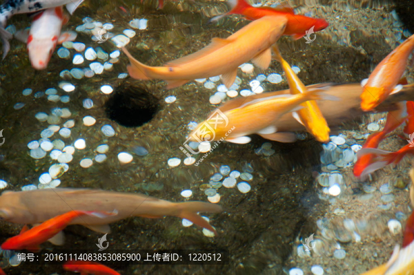 金魚1819