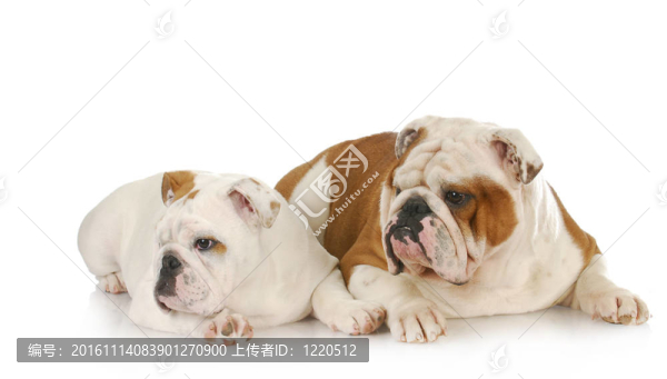 兩個英國斗牛犬