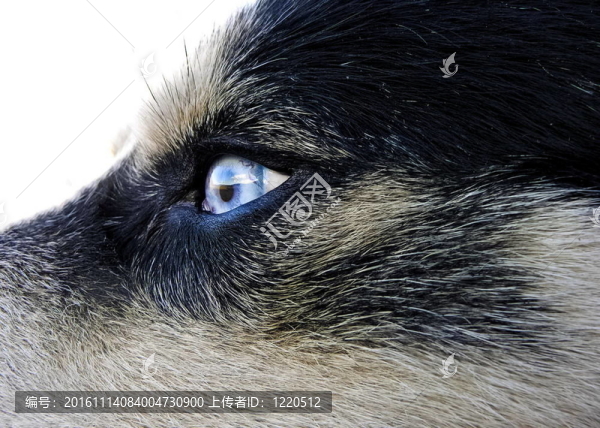 北極狼狗的狗眼