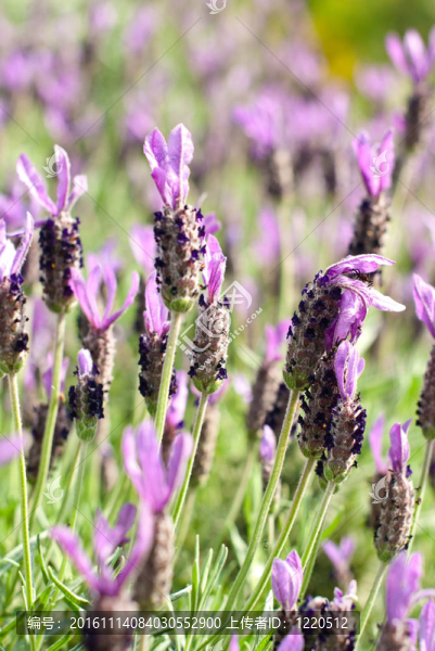 石楠Calluna,vulgaris布什