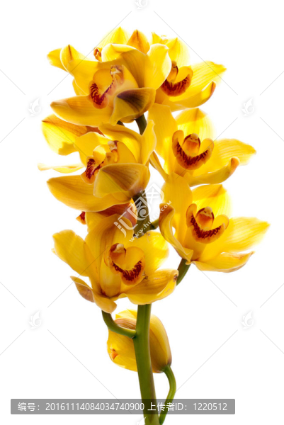 鮮亮黃蘭花