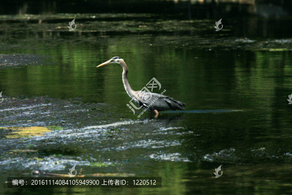 蒼鷺鳥-海岸線；Victoria；公元前；加拿大