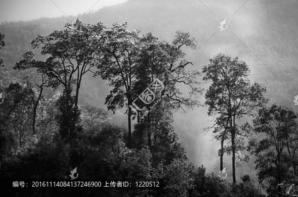 神秘的森林