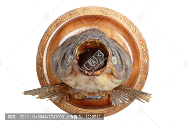 鰱魚