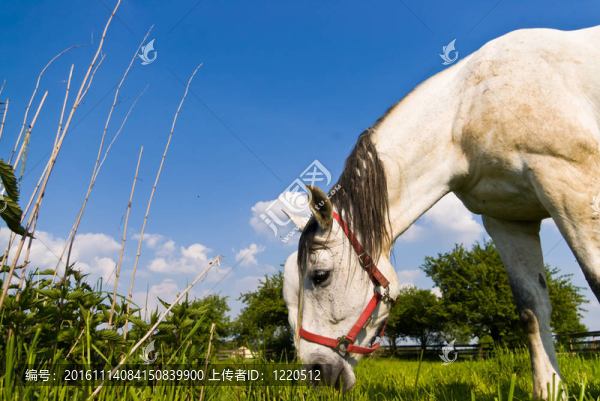 馬