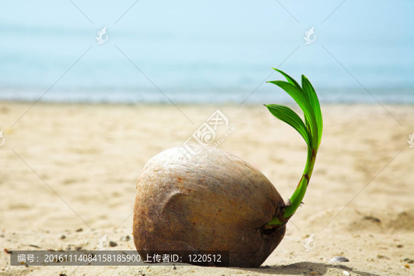椰子